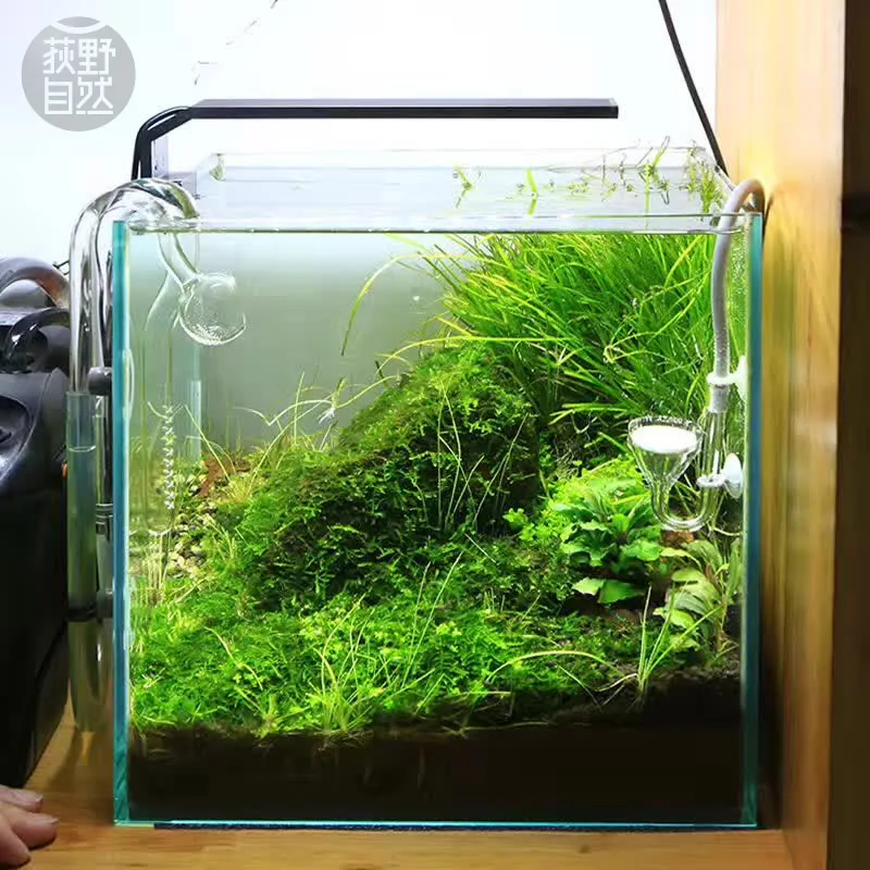Aquarium Plant Diseases - Spirituosen C-Serie ADA-Stil Pflanze wachsen LED-Licht
