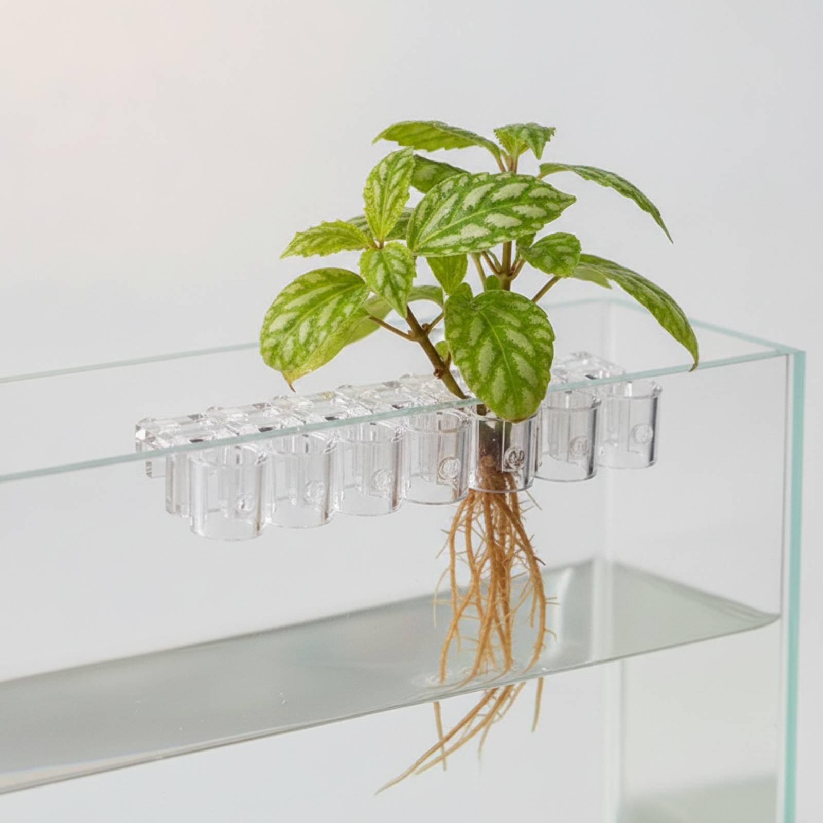 6 Stück Aquarium-Pflanzhalter, – Aquarium Plants Bewertung und Preis