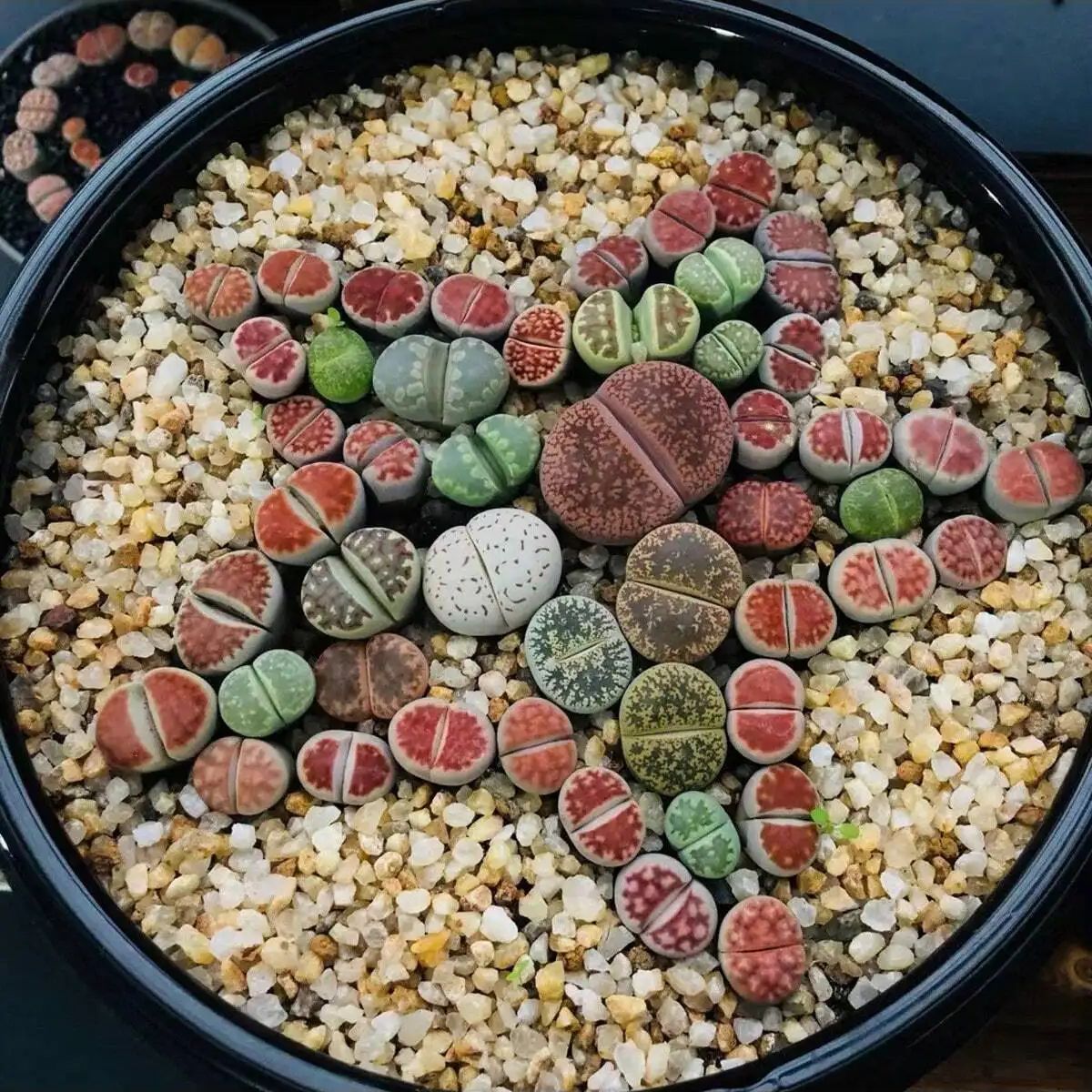 1pc-250g Natürliche Kristalle  – Aquarium Planted Soil Bewertung und Preis