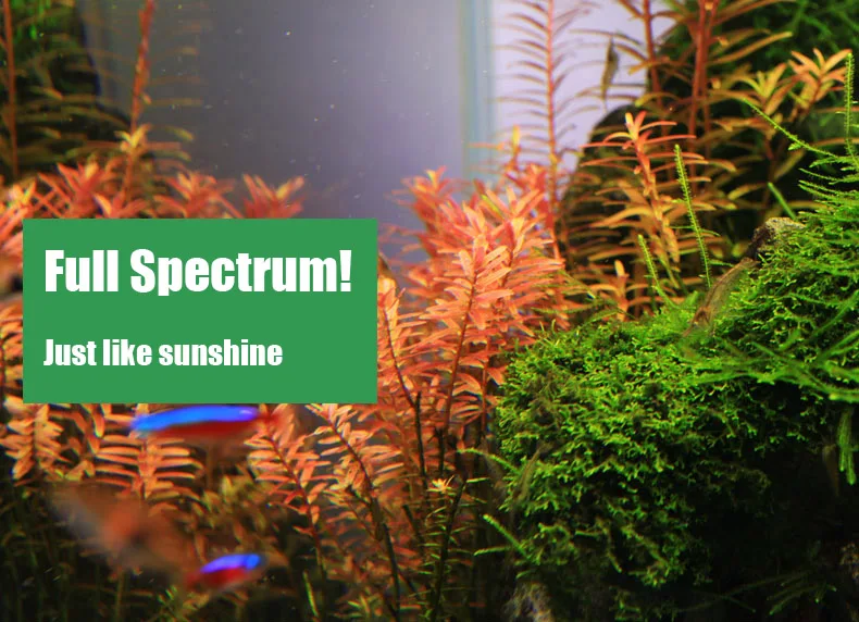 Spirituosen C-Serie ADA-Stil P – Aquarium Plant Diseases Bewertung und Preis