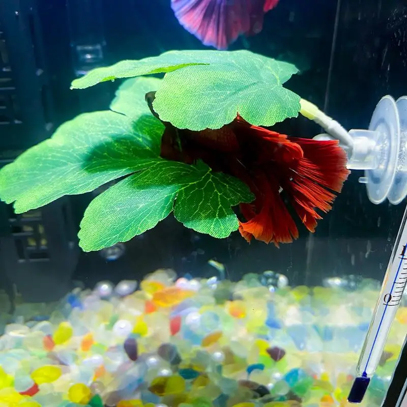 Betta Fischblatt-Hängematte fü – Planted Aquarium Betta Bewertung und Preis
