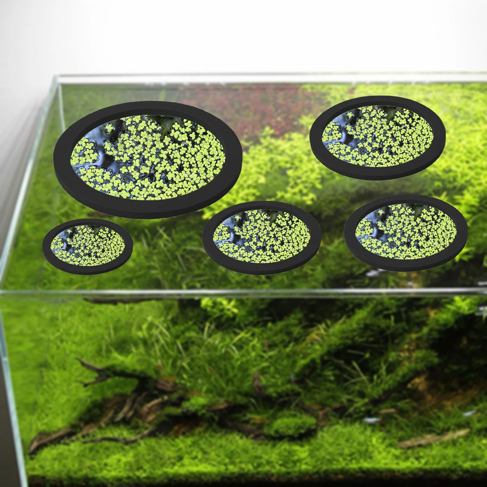 5Pcs EVA Fisch Fütterung Ring  – Aquarium Plants Bewertung und Preis