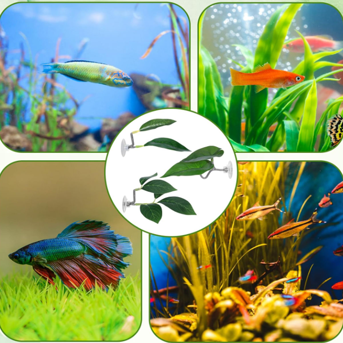 1 Stück Betta-Fisch-Hängematte – Planted Aquarium Betta Bewertung und Preis