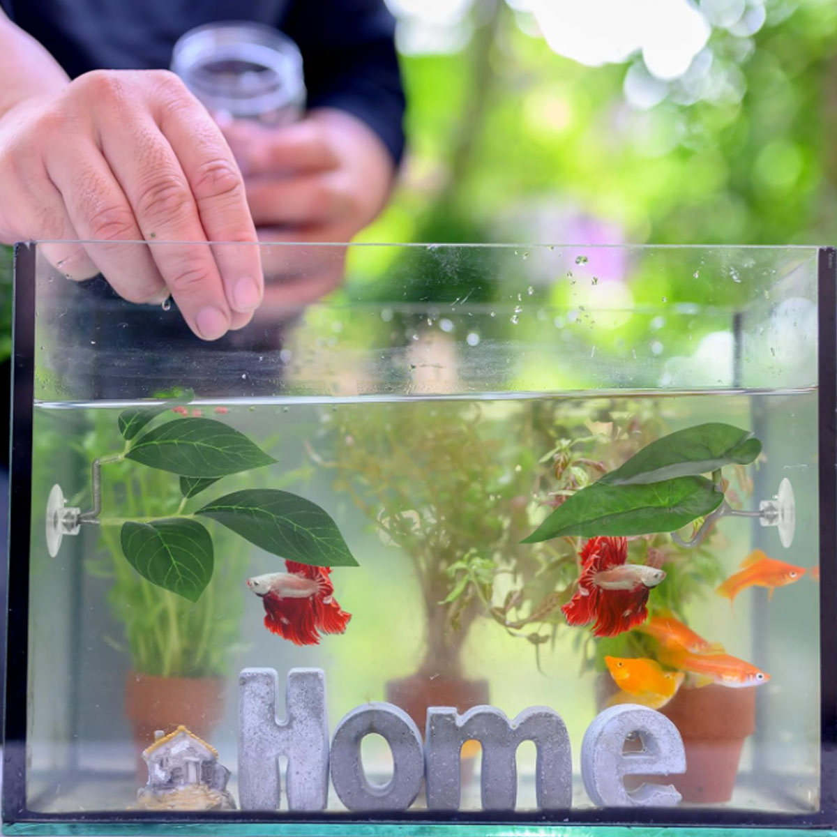 1 Stück Betta-Fisch-Hängematte – Planted Aquarium Betta Bewertung und Preis