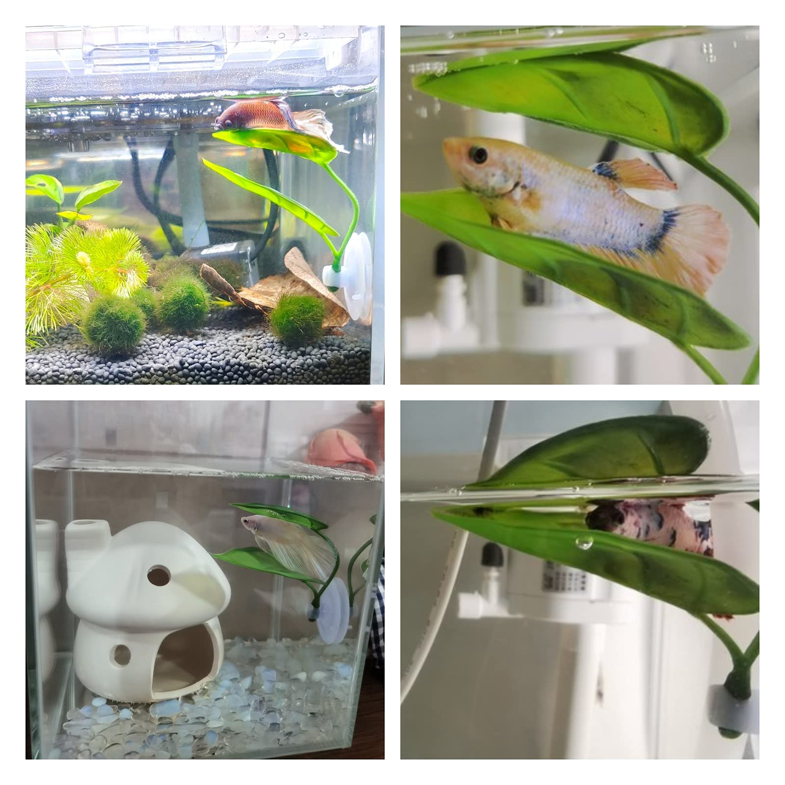 Haustiere Aquarium Dekor Betta – Planted Aquarium Betta Bewertung und Preis
