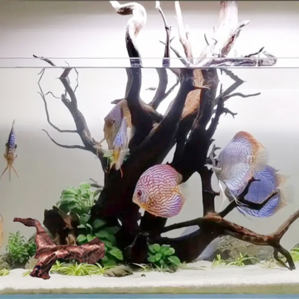 Kreative Unregelmäßige Form Ko – Aquarium Planted Soil Bewertung und Preis