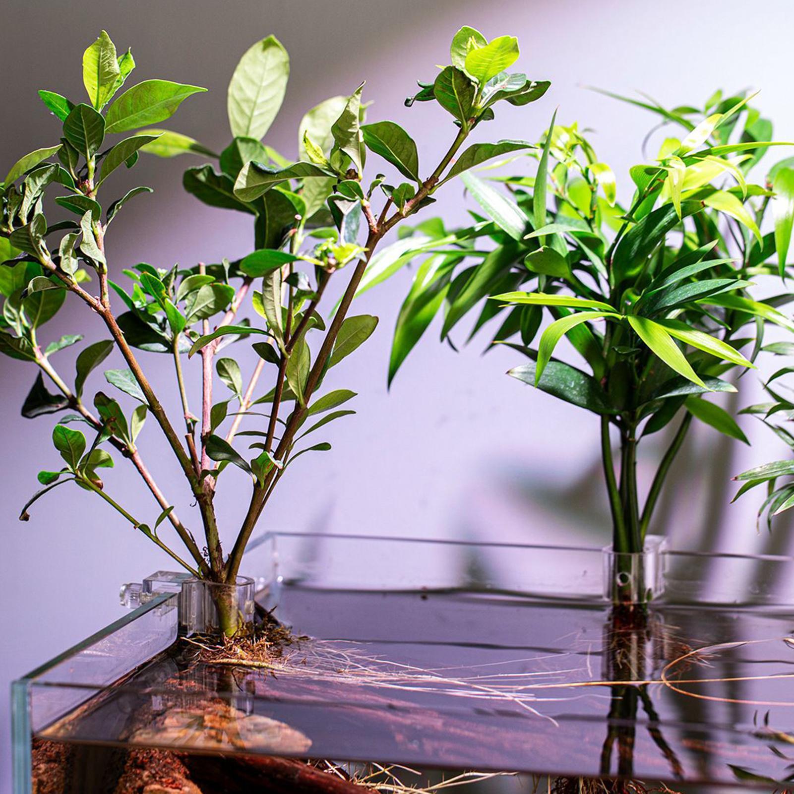 Pflanzenhalter für Aquarien, 6 – Aquarium Plant Diseases Bewertung und Preis