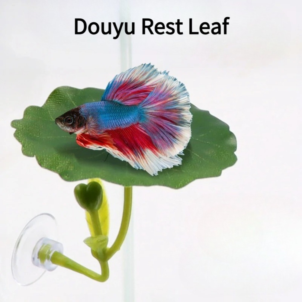 1 Stück Grüne Blatt-Betta-Fisc – Planted Aquarium Betta Bewertung und Preis